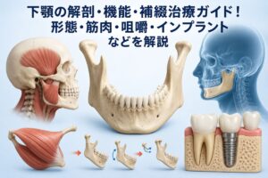 下顎の解剖・機能・補綴治療ガイド！形態・筋肉・咀嚼・インプラントなどを解説